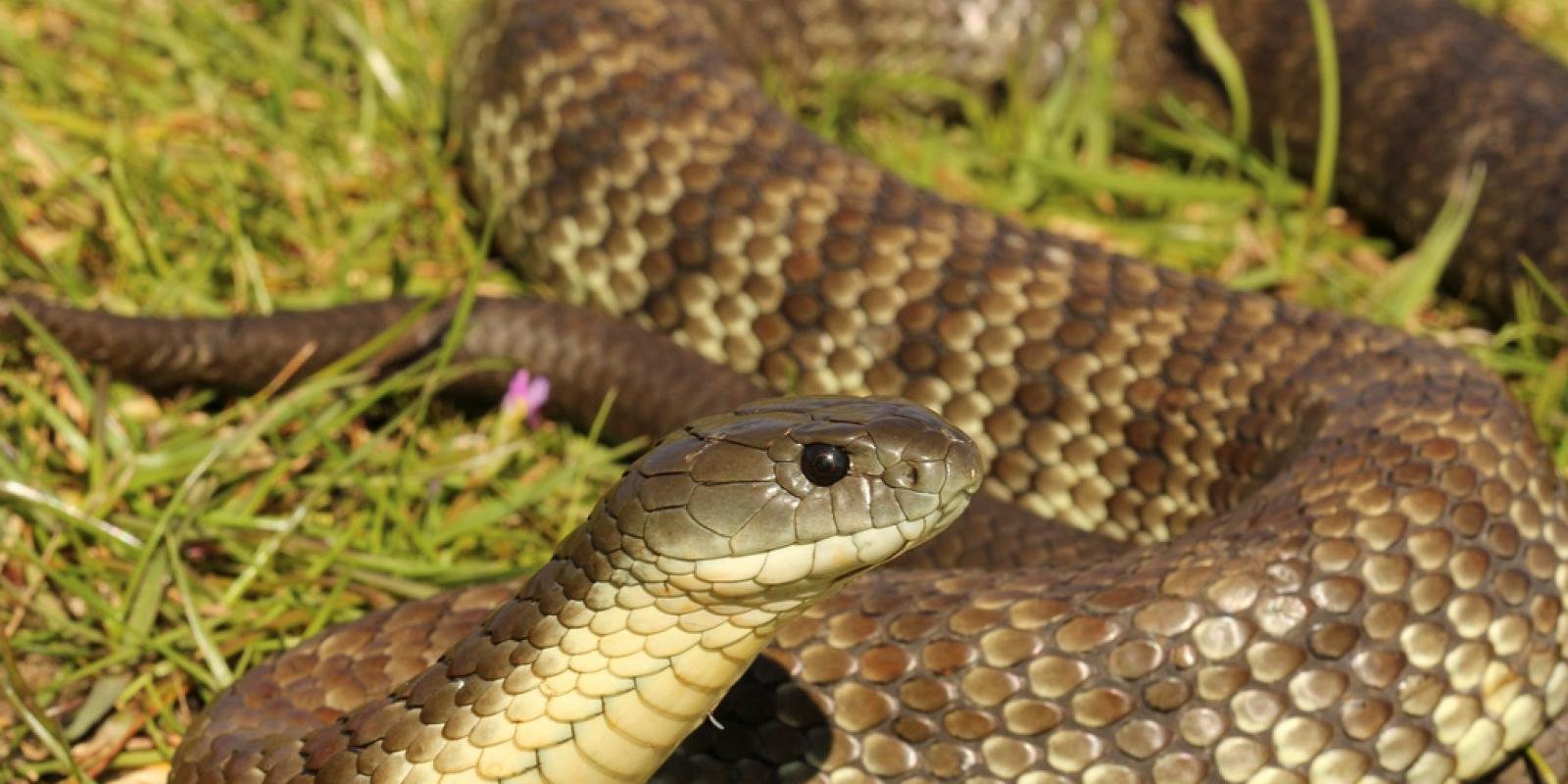 Самые ядовитые змеи фото. Aipysurus duboisii. Змея Тайпан голубая. Тигровая змея Австралии. Змея тигровая Кобра.