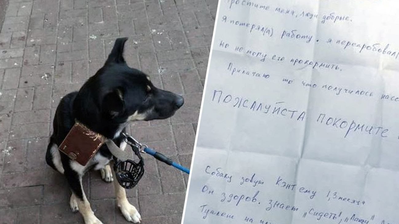 Можно с собаками в тц. Собака с запиской. Собака с запиской в Екатеринбурге в Совхозном.